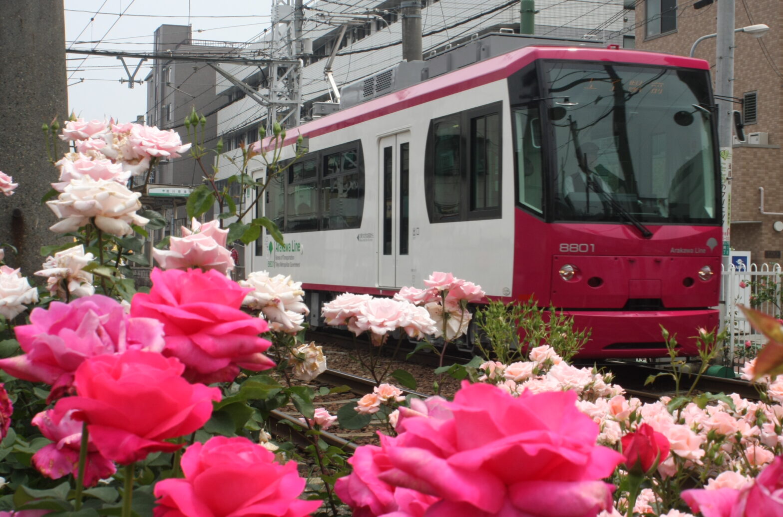 도쿄 사쿠라 트램 (노면전차 아라카와 선)